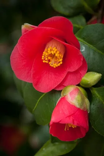 Japanese Camellia 5 Seeds Camelia japonica  USA Company